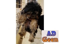 used Lhasa apso pure breed for sale 
